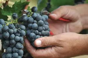Israel's First Cult Wine