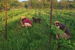 Story of a Vineyard
