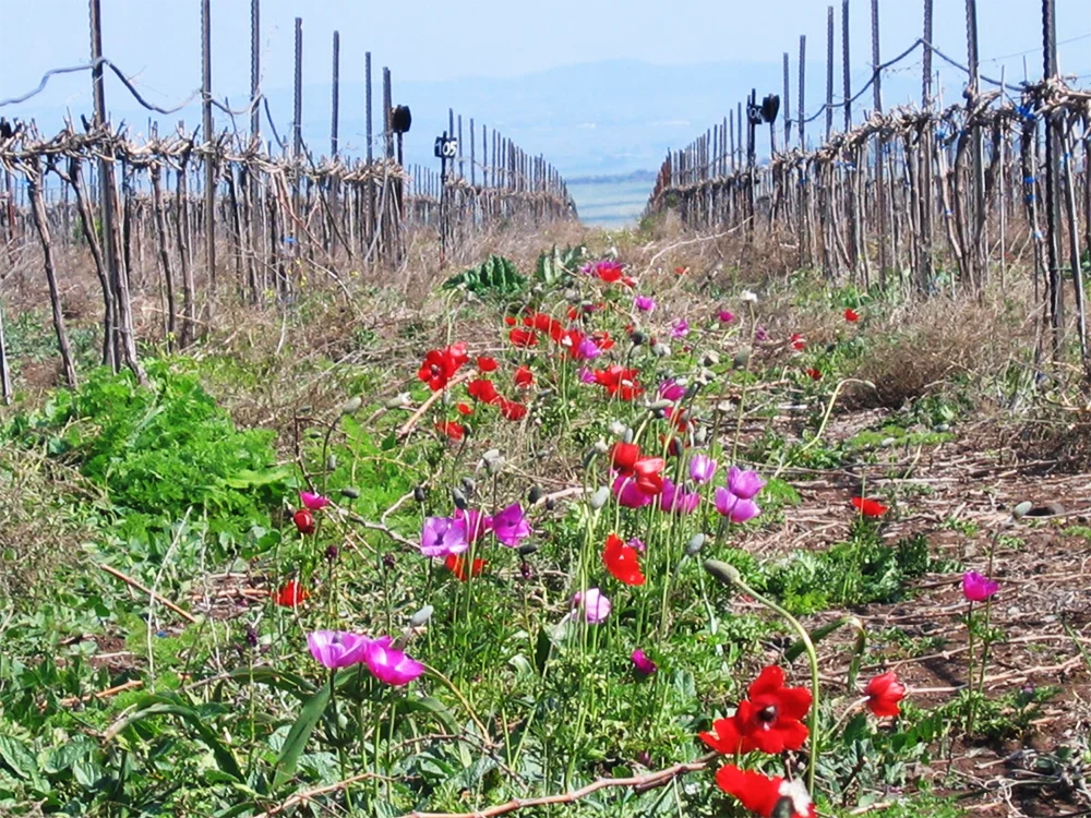 Rosh hashanah wine recommendations