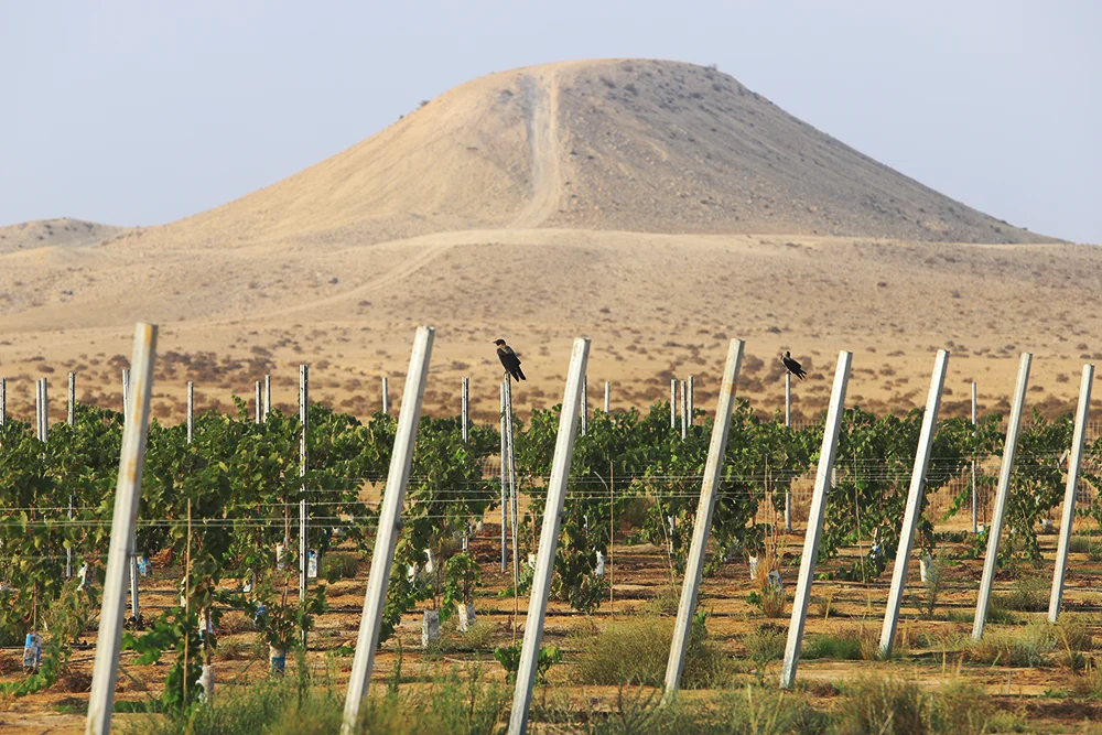 Yeruham vineyard