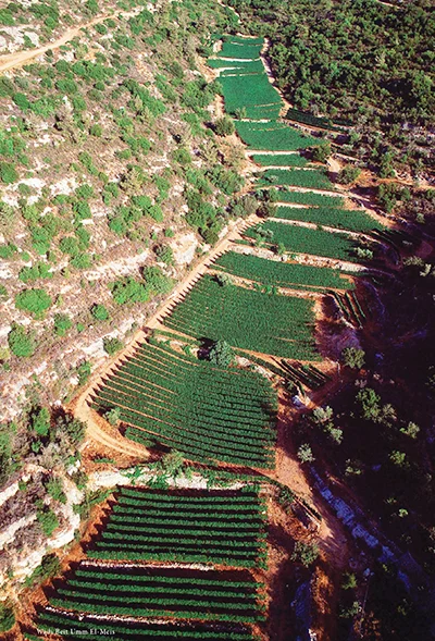 Castel vineyard
