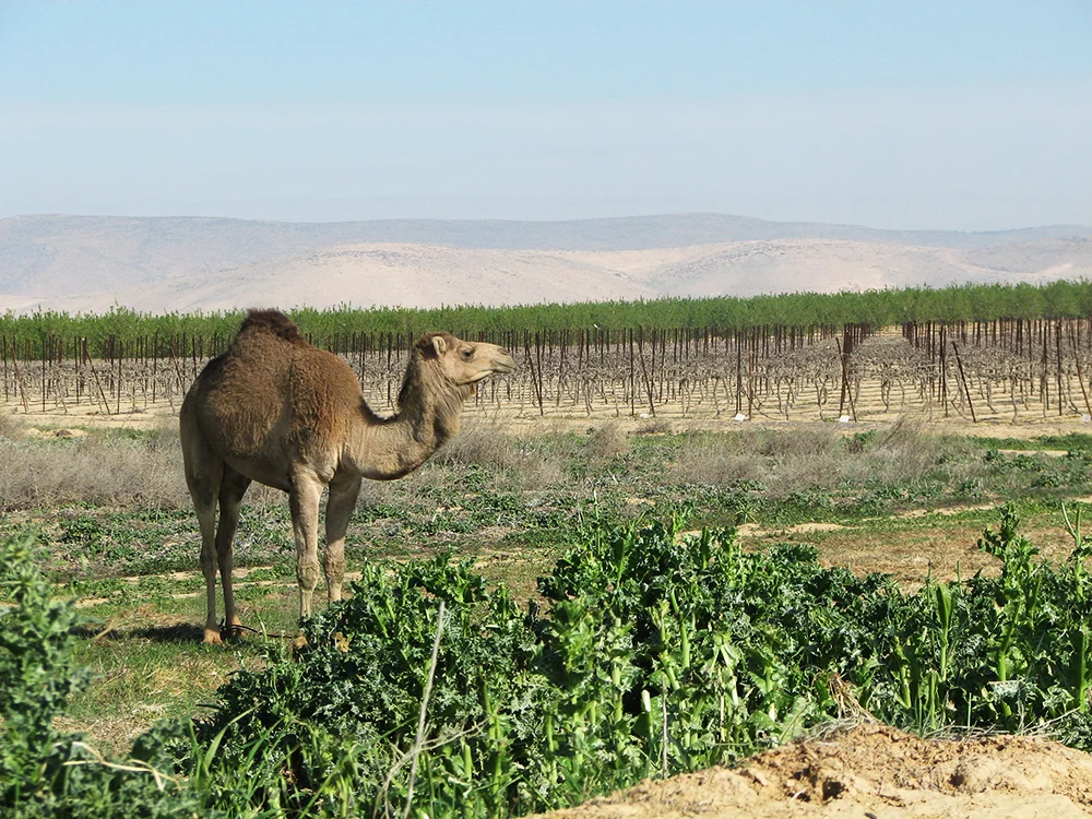 Camel in vinyd ramat arad