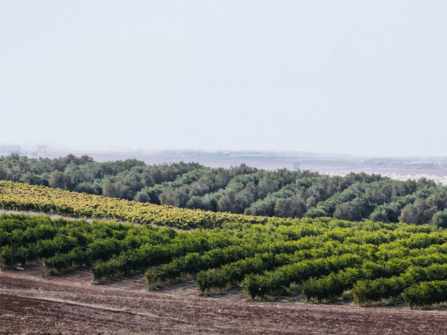 LIQUID GOLD - Adam S. Montefiore