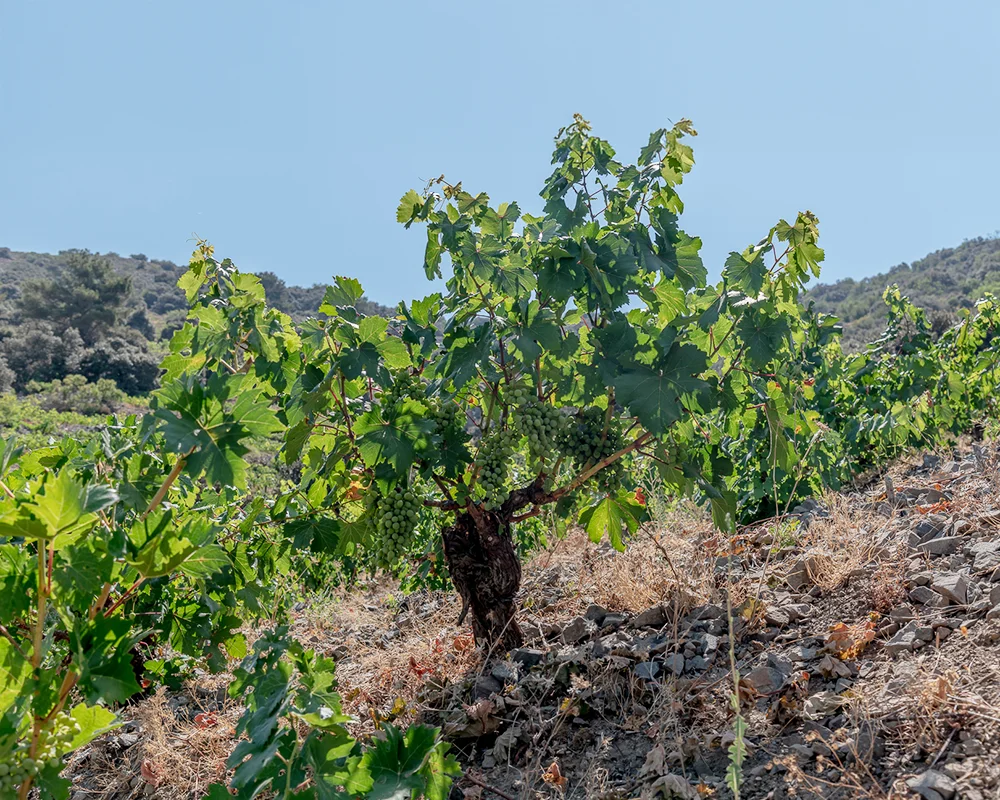 MAKING WINE IN THE CLOUDS