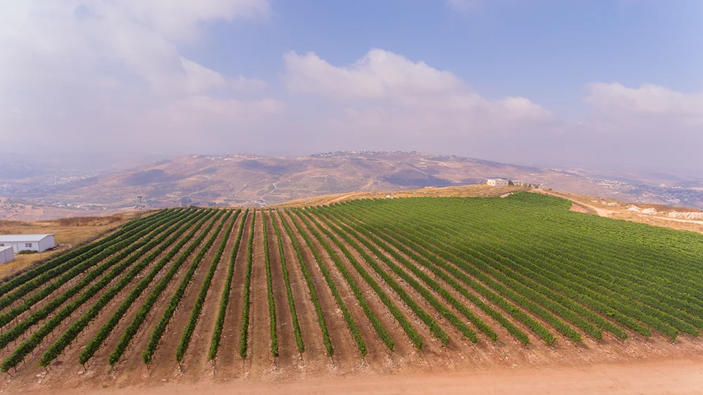 Tura har bracha vineyard