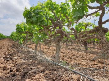 Carmel_Mazkeret_Batya_Carignan_Old_Vines_Dror_Dotan